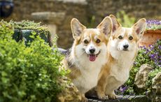 corgis