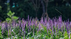 Monkey grass, or Liriope, blooming with purple flower spikes in a sunny garden