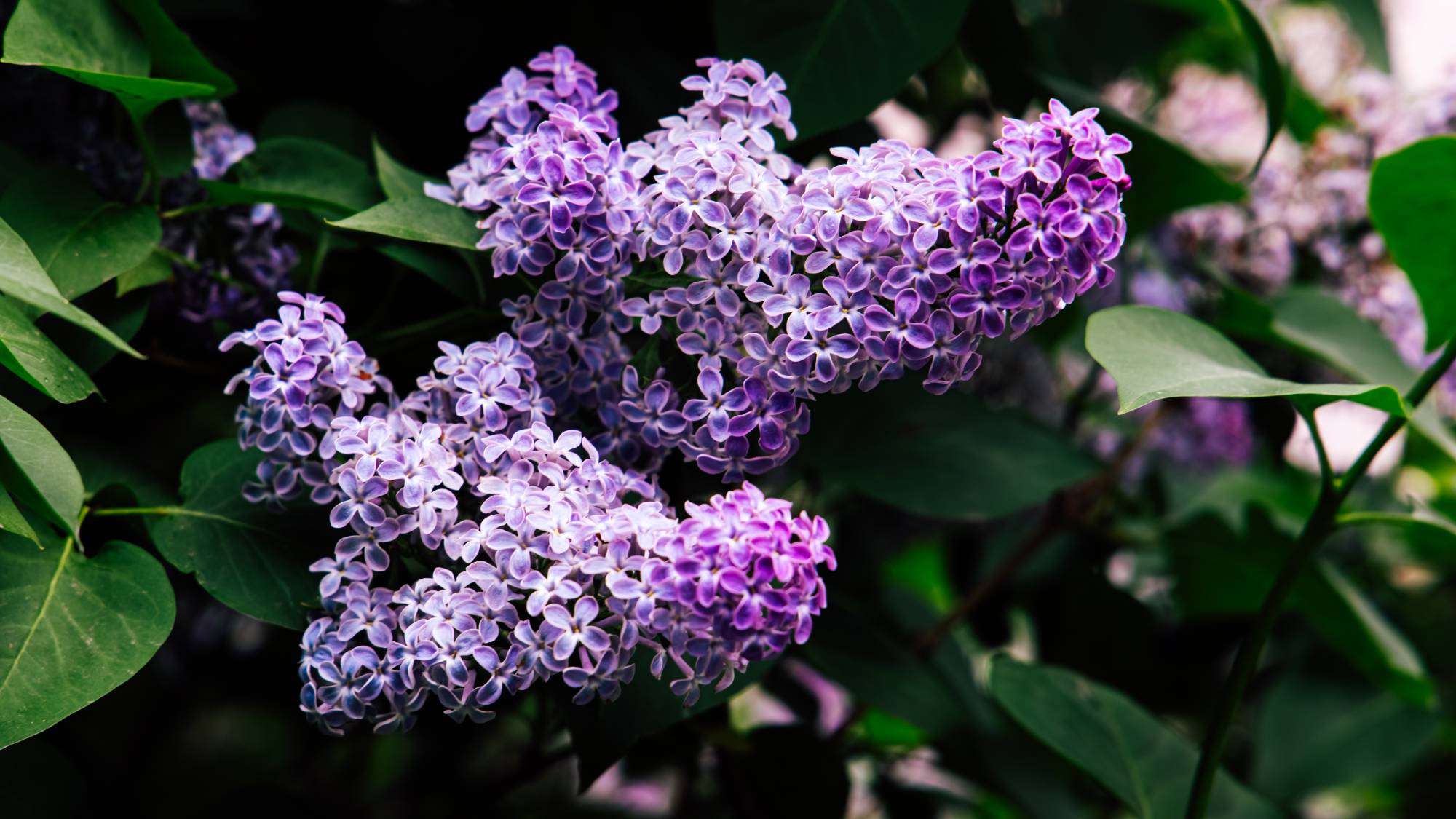 Purple lilac flowers