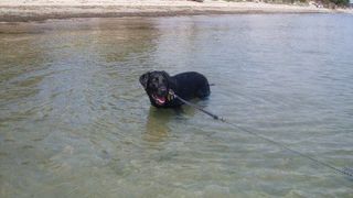 Ollie the Labrador Retriever enjoying water