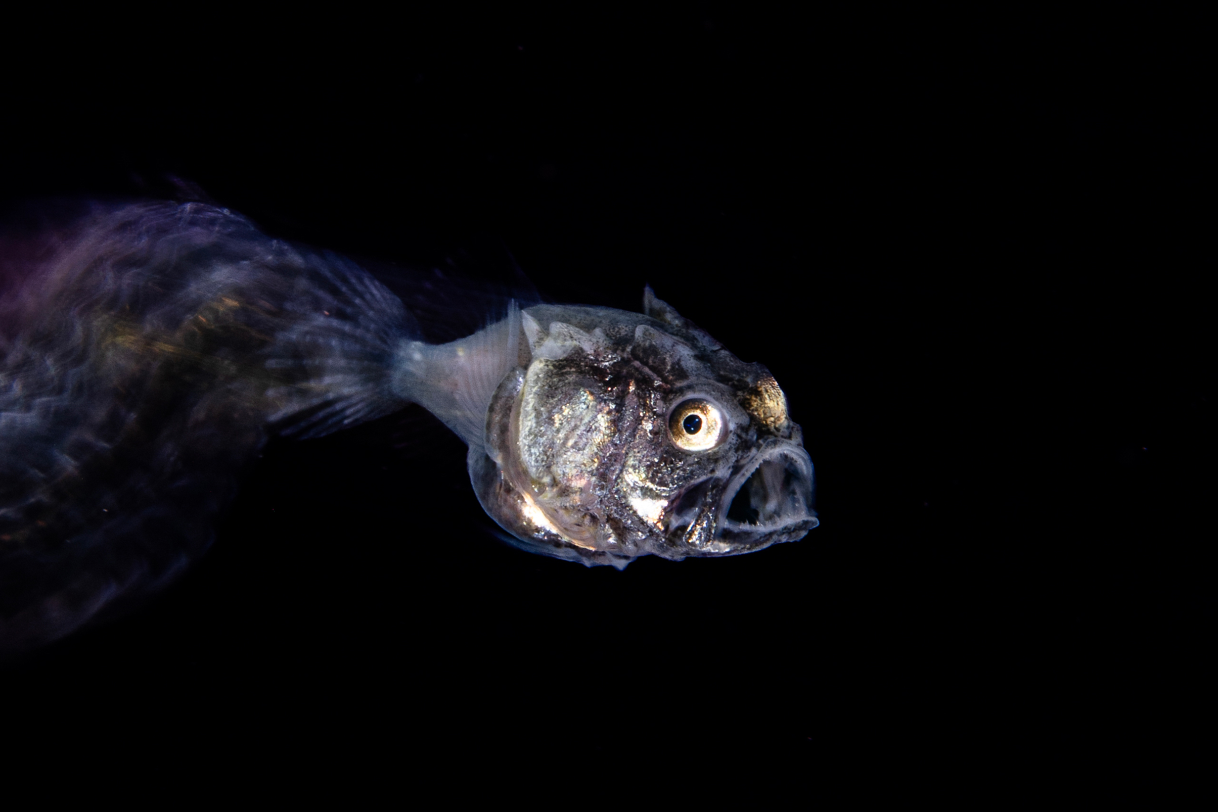 Close-up of a small, translucent deep-sea fish with large eyes and open mouth against a black background