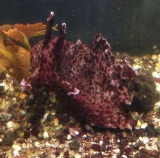 The sea slug Aplysia californica.