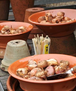 gladioli bulbs in terracotta pots