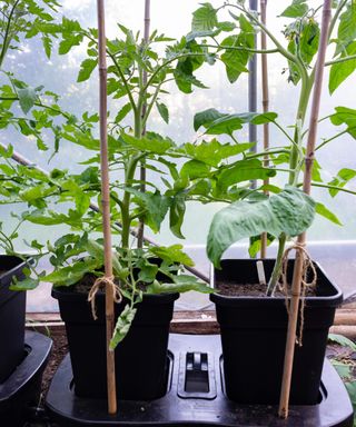 Tomato plants in a self-watering pot