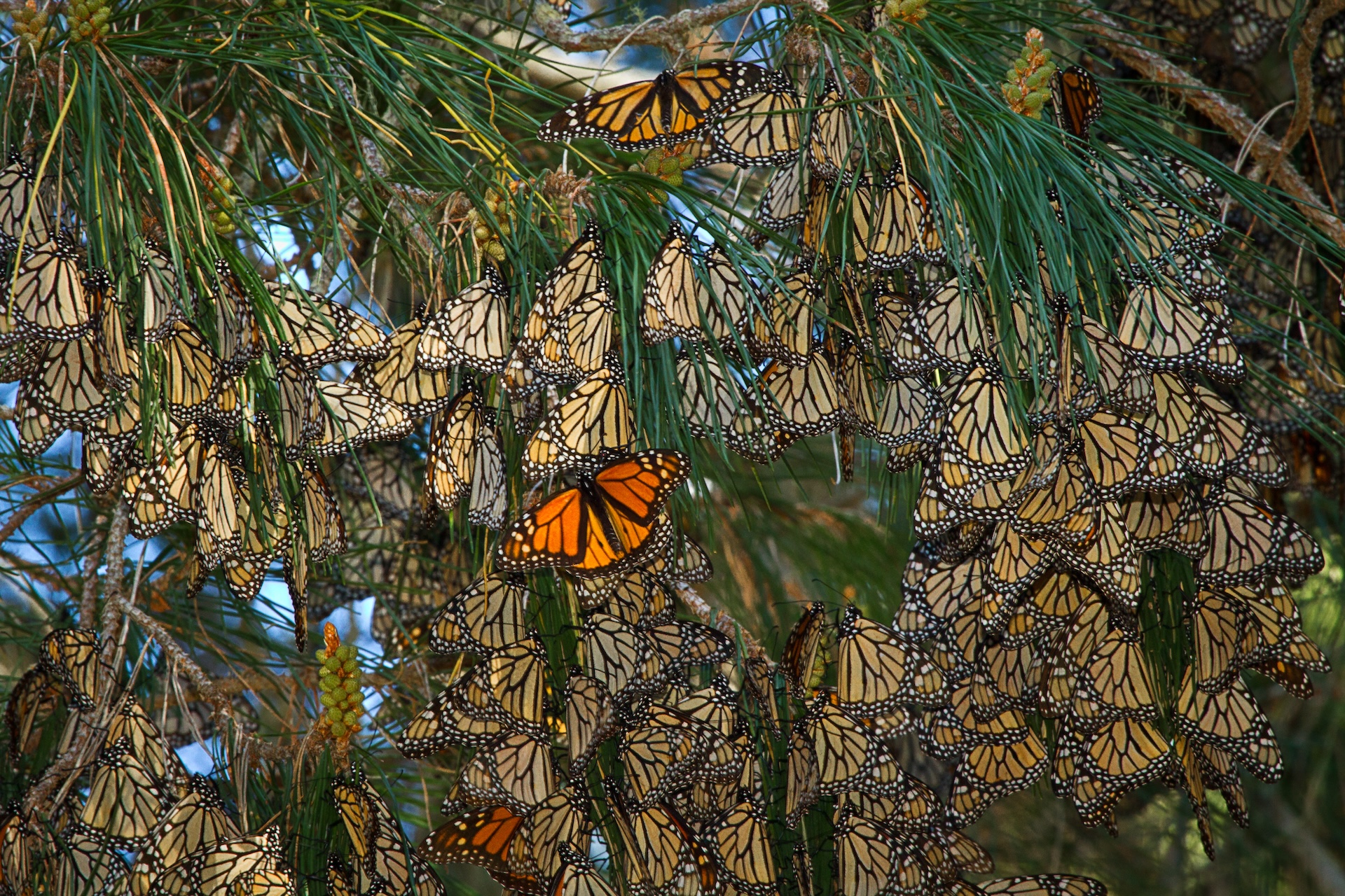 dozens of monarch butterflies hang from a pine tree