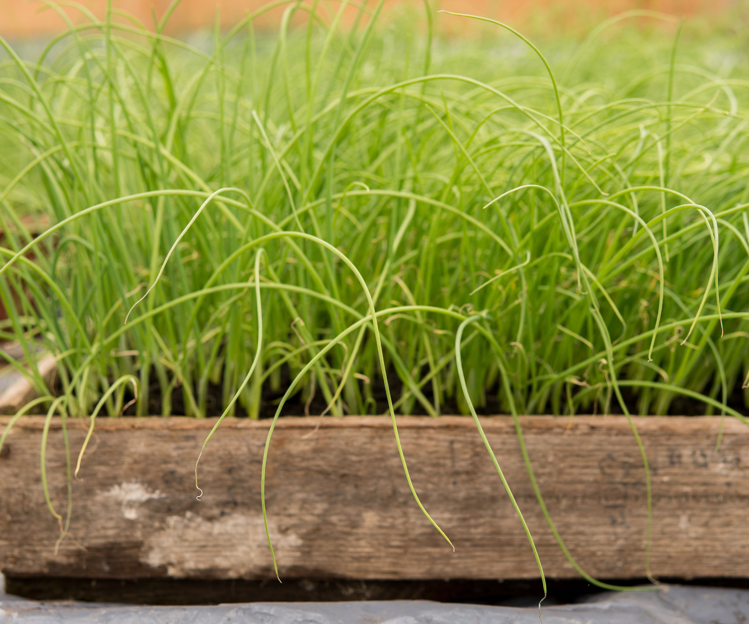 leek seedlings growing in large wooden tray