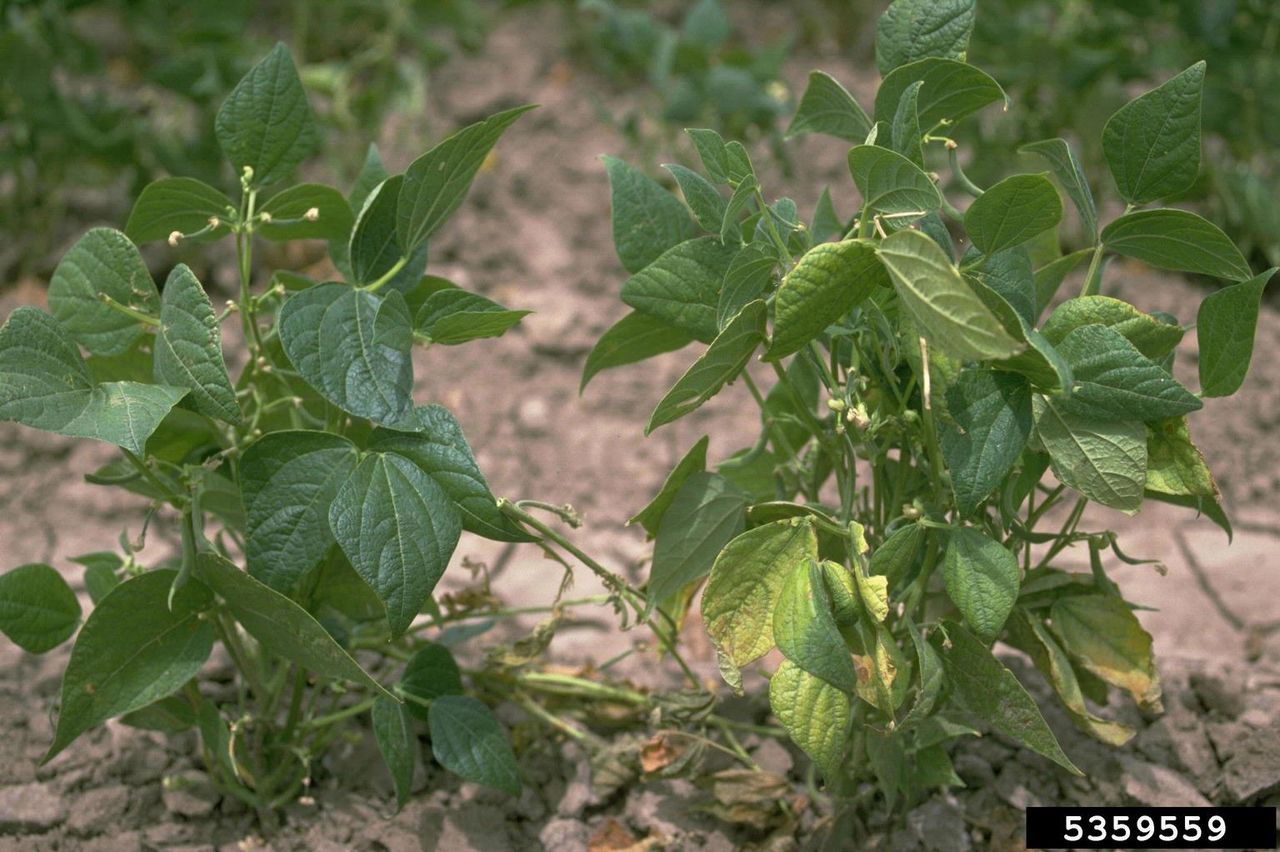 root rot beans