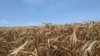 Golden wheat fields against a blue sky in Morocco.