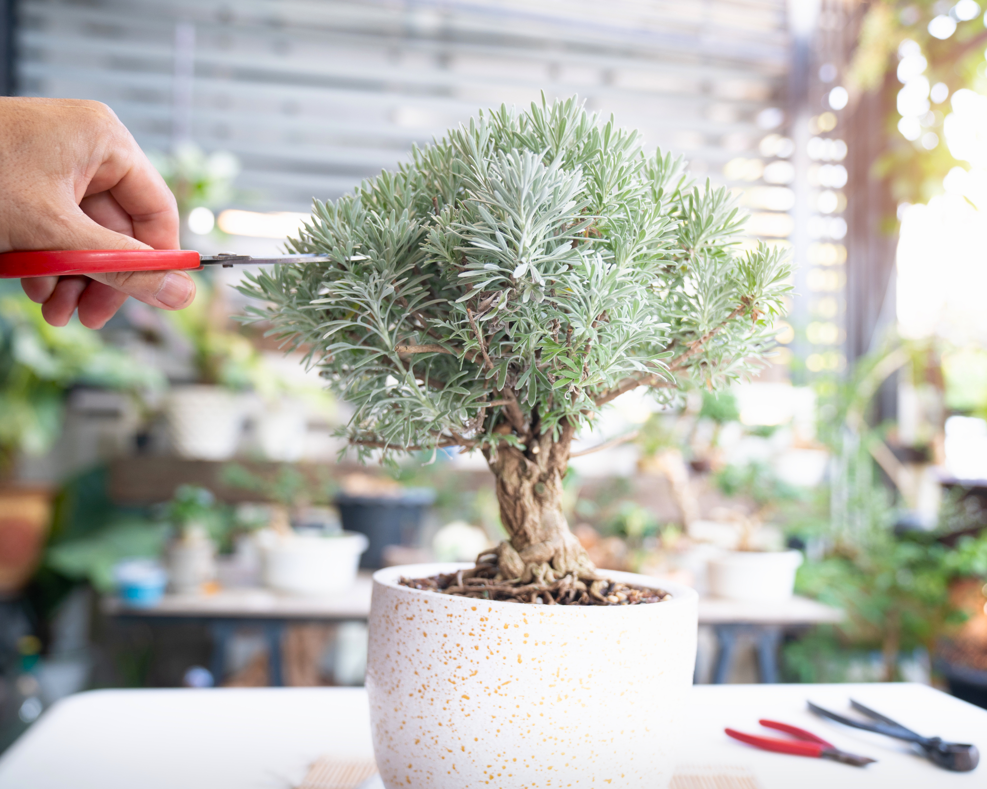 hand pruning bonsai lavender