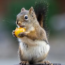 Squirrel eating cherry tomato from vegetable garden