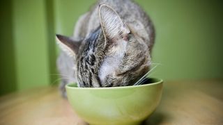 A grey cat eating from a green bowl