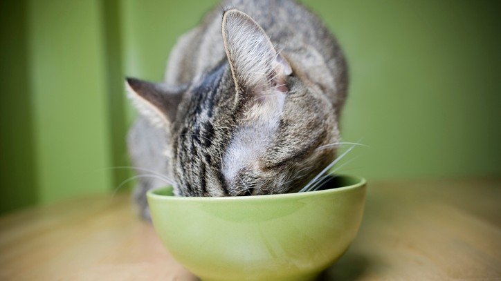 Purina vs Royal Canin cat food: Which one should you pick? | PetsRadar