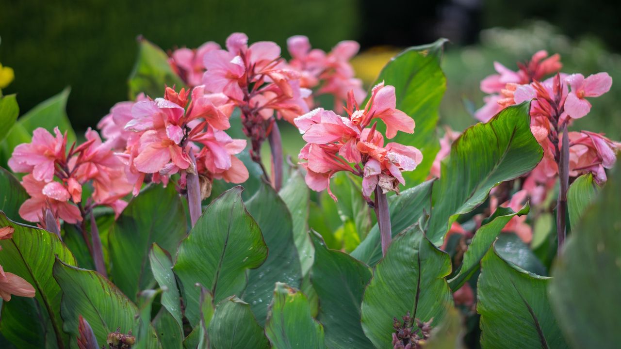 Canna pink