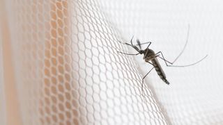 A mosquito sitting on white mesh netting