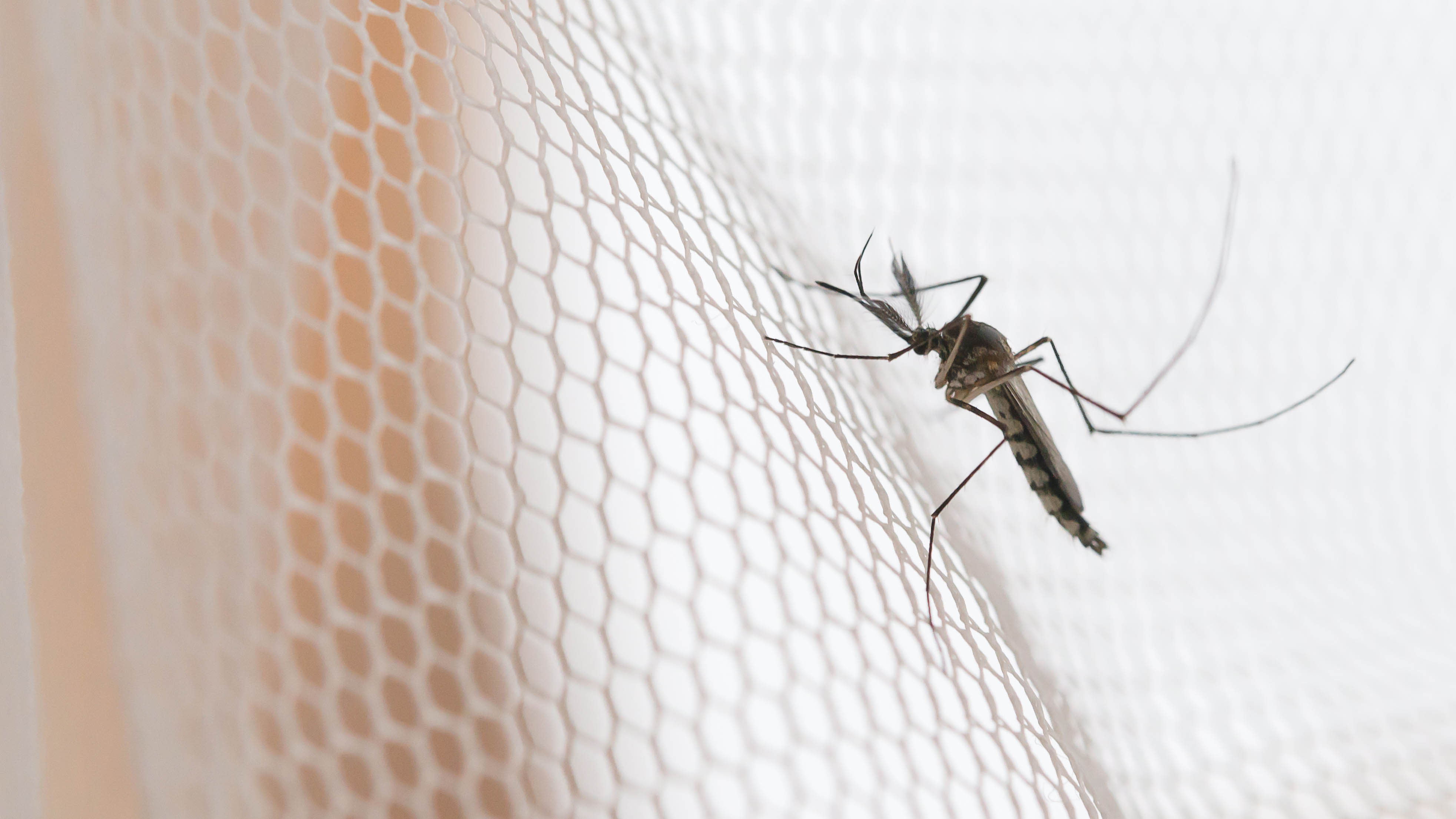 6-mostly-natural-ways-to-prevent-mosquito-bites