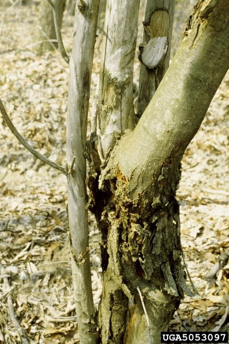 chestnut blight