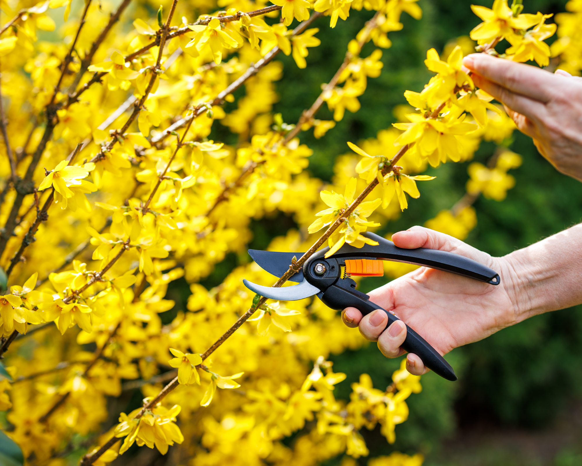 Person pruning forsythia in spring