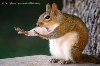Shocked Squirrel and Shy Owl Shine in Wildlife Comedy Photos | Live Science