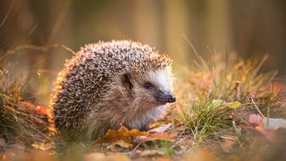 picture of hedgehog on field with leaves around it