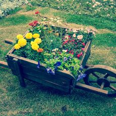 Flowers in wheelbarrow