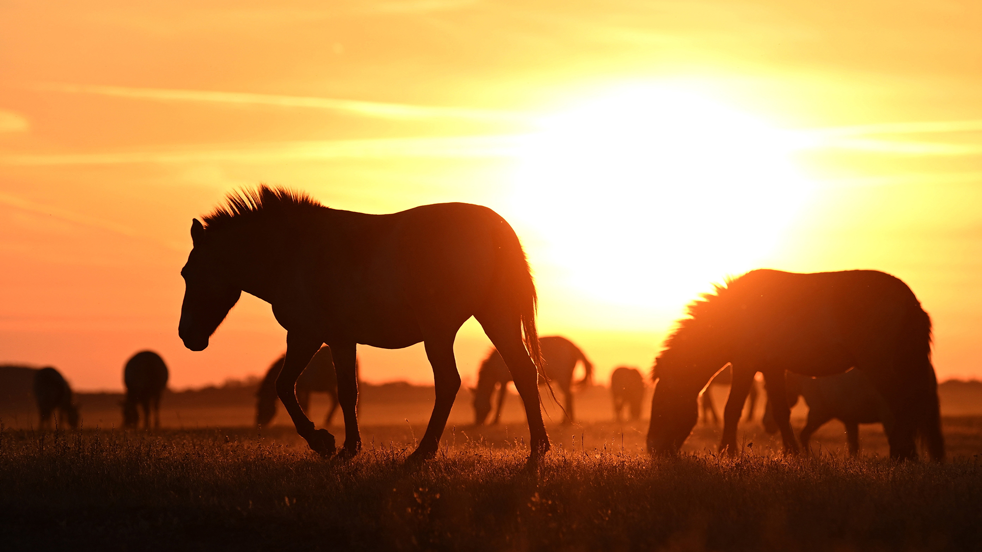 A herd of Przewalski's horses, once extinct in the wild, roam through the Pentezug Reserve in Hortob&amp;aacute;gy National Park in Hungary
