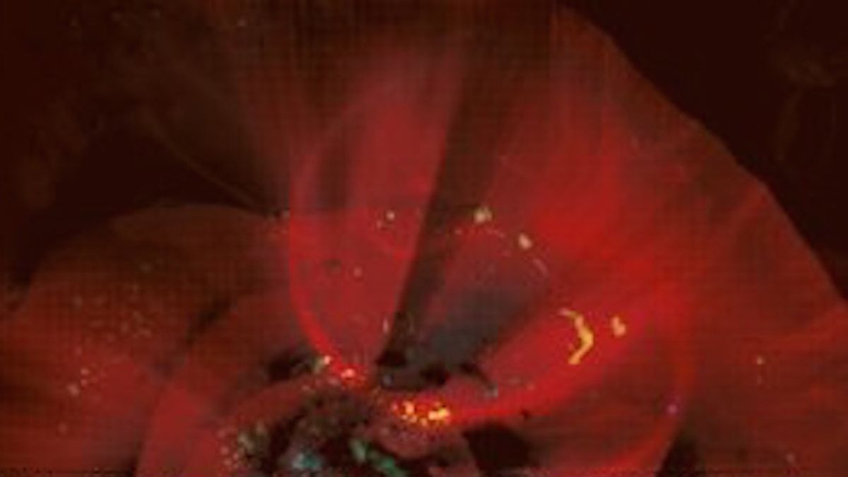 Tangerine Dream The Official Bootleg Series Volume Two Louder