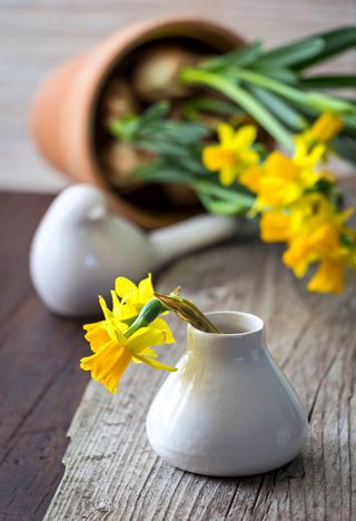 daffodil in a pot