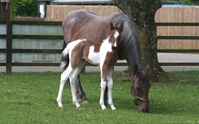 Cinders and foal posing