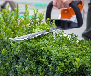 trimming boxwood to keep it healthy