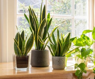 Potted snake plants next to a window sill