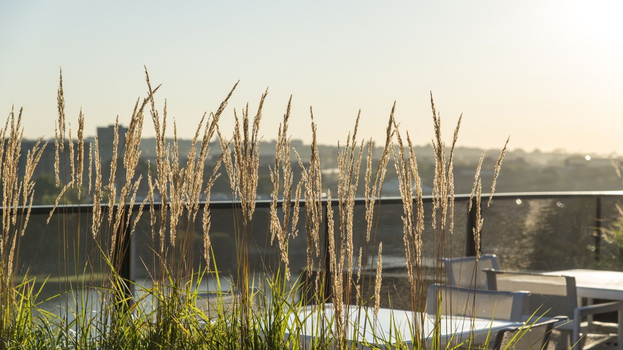 Ornamental grasses in a planter on a balcony