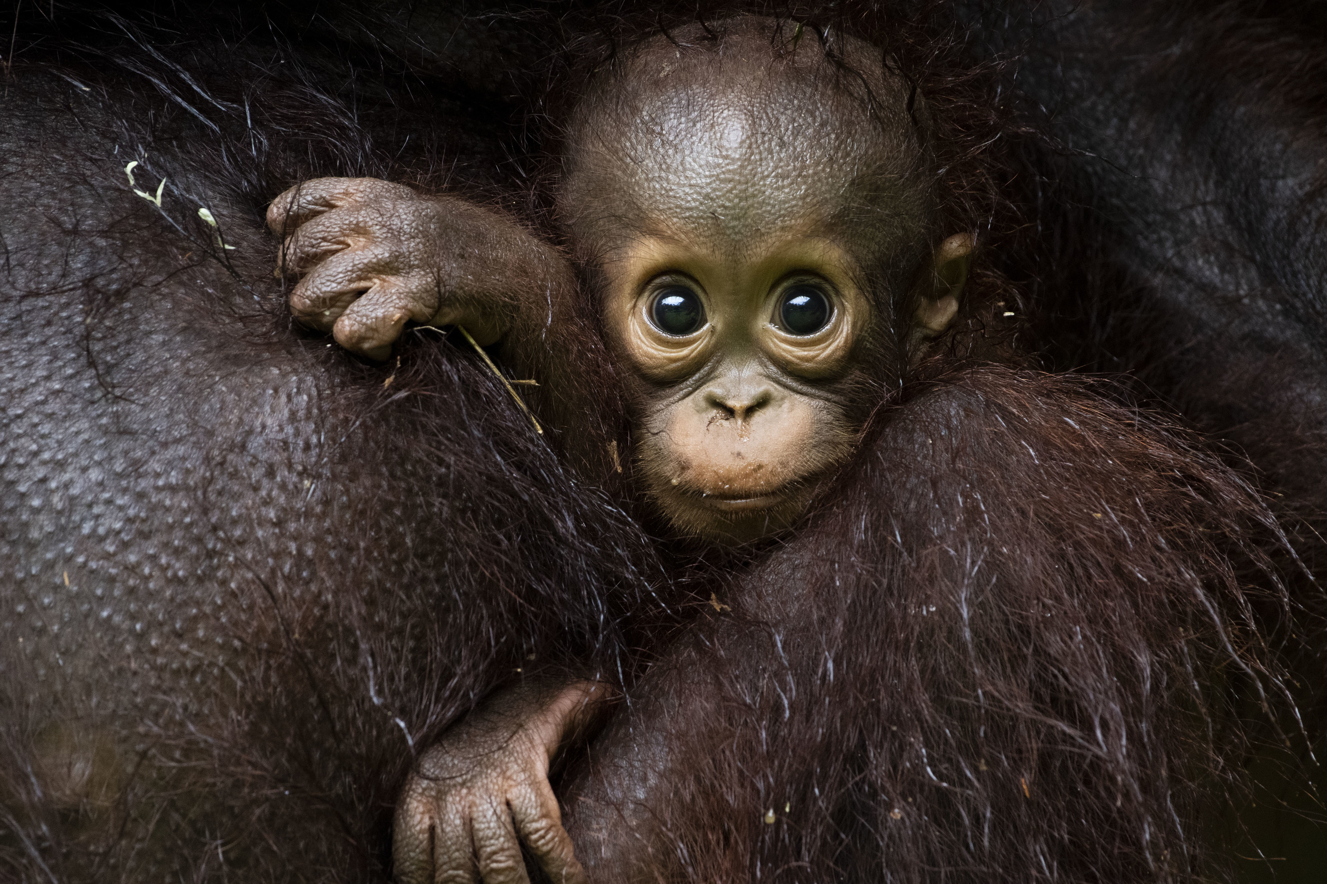 TV tonight A look at the rainforest habitat of orangutans