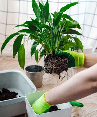 person wearing gardening gloves repotting a peace lily plant
