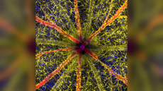 Photo of bright coloured webbed structure within the eyeball of a rodent
