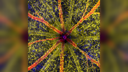 Photo of bright coloured webbed structure within the eyeball of a rodent