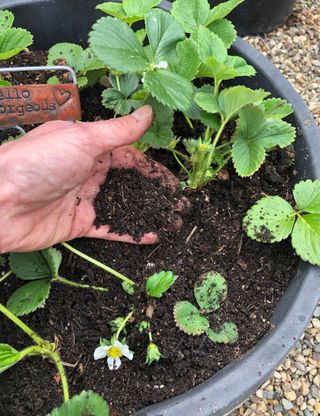 strawberry plants in pot