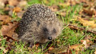 Close-Up Of Hedgehog On Grassy Field in the UK