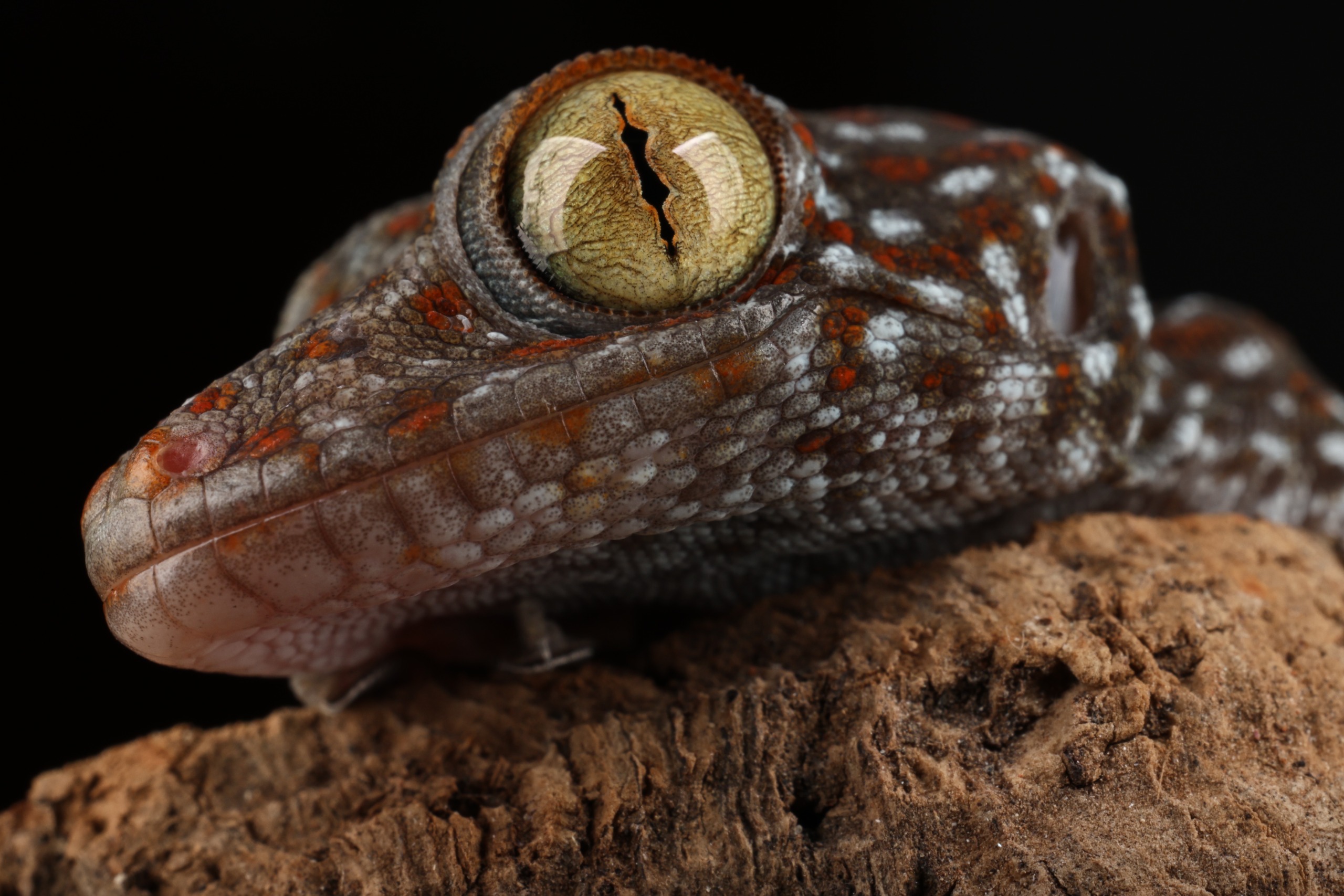 Laowa Acris 35mm f/2.8 1x Macro Apo sample image