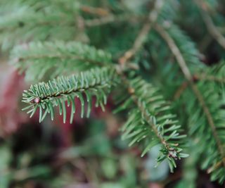 A close up shot of a green fraser fir tree branch