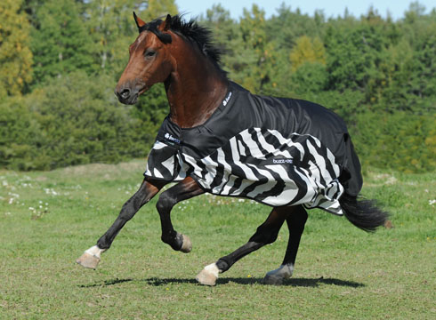 Buzz-Off-Rain-Zebra-crop-3695.jpg