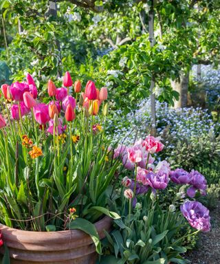 Colourful tulips complement clouds of espaliered apple blossom above a foam of blue forget-me-nots at arundel castle gardens