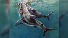 An illustration showing how the attack may have gone down, with a megatoothed shark biting the lower jaw of the sperm whale.