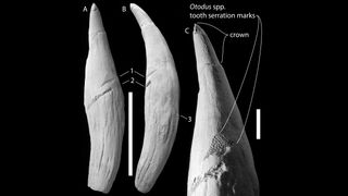 Different views of the ancient sperm whale tooth that show the three gouge marks from the megatoothed shark.