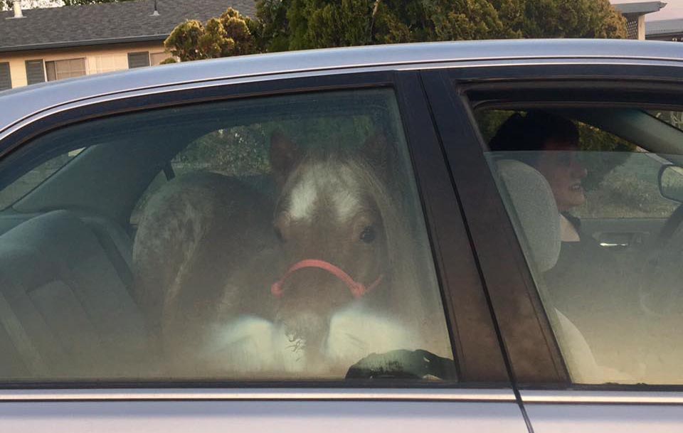 Pony-rescue-fire-car.jpg