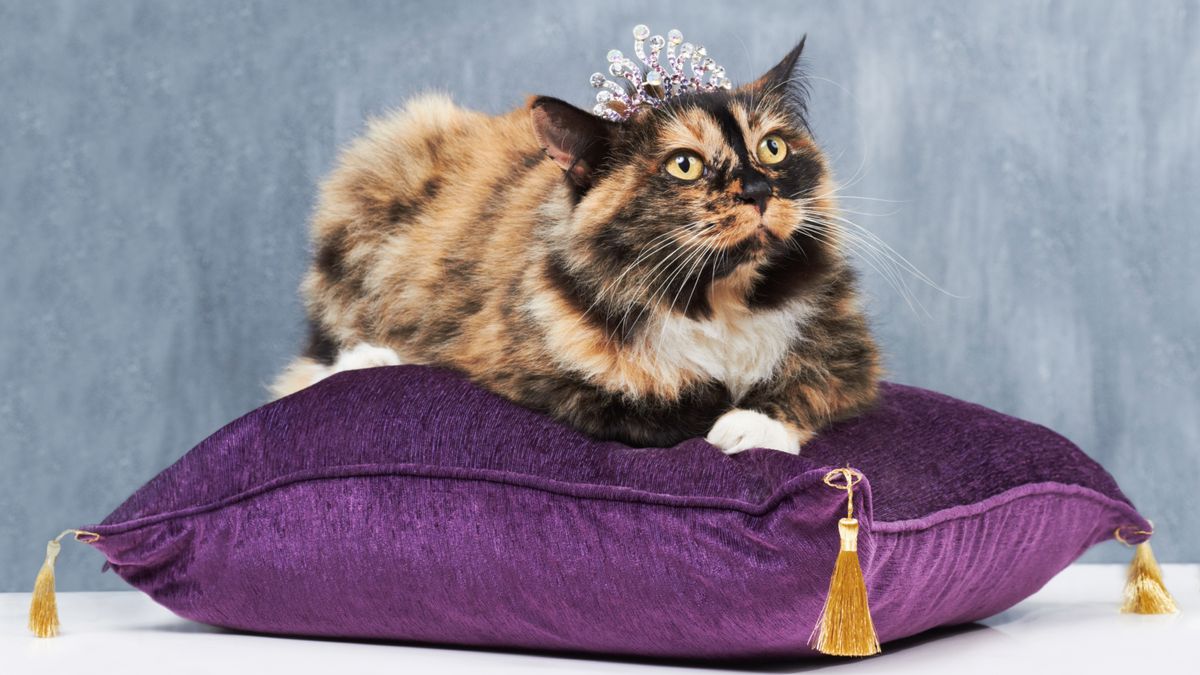 Cat wearing crown