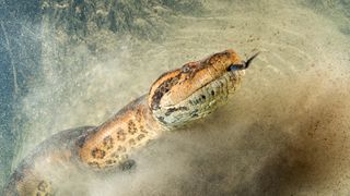 Researchers discovered the giant snake's 47 million-year-old fossils in India.