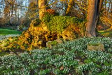 Galanthus ‘Limetree’ is spreading rapidly in the grass around the Grotto. Eythrope Park snowdrops. ©Clive Nichols