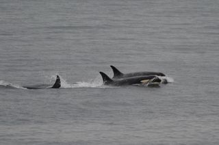 Tahlequah orca whale