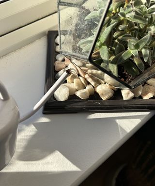 Water in pebble tray