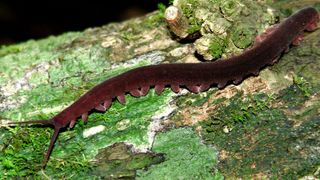 The new species, Eoperipatus totoros, is the first velvet worm to be described from Vietnam. Velvet worms spit glue from two glands to entangle their prey.